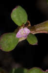 Desert horsepurslane